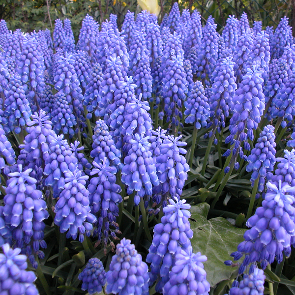 Artikelbild 2 des Artikels “Trauben-Hyazinthe, blau “