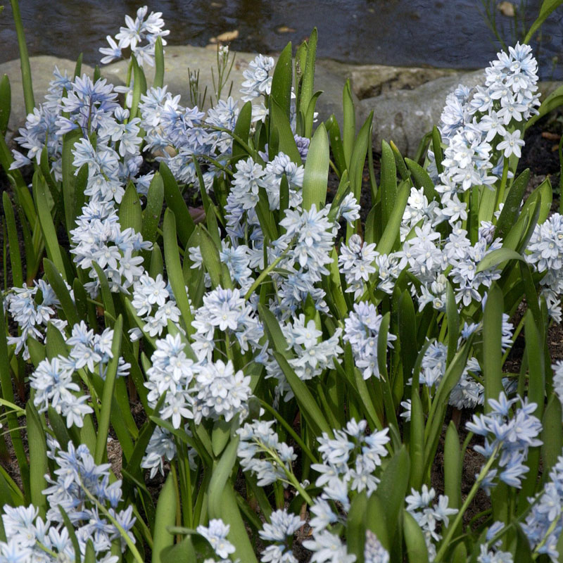 Artikelbild 2 des Artikels “Zwerghyazinthe “