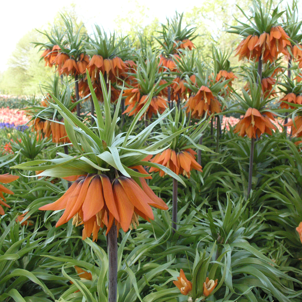 Artikelbild 2 des Artikels “Kaiserkrone, rot “