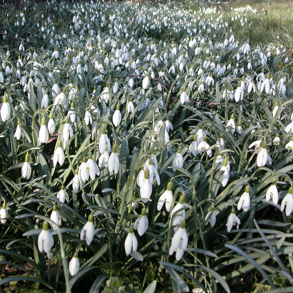 Artikelbild 2 des Artikels “Schneeglöckchen “