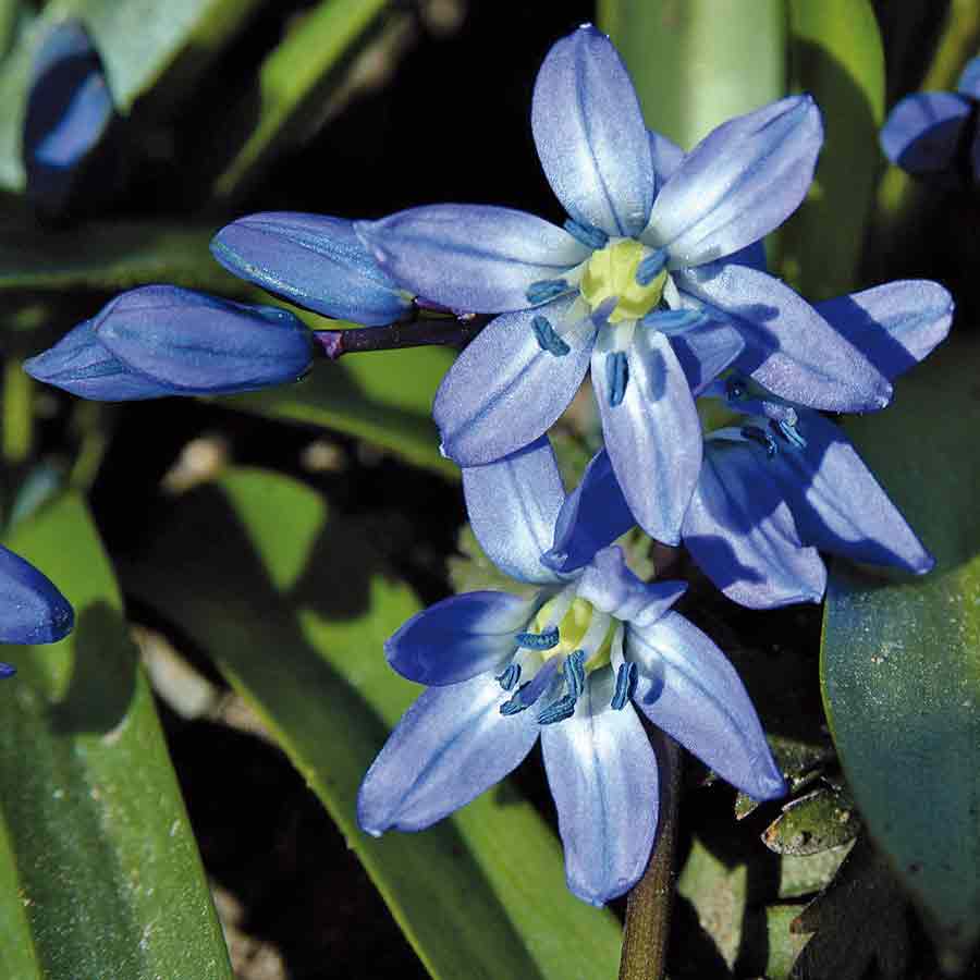 Artikelbild 2 des Artikels “Blausternchen “