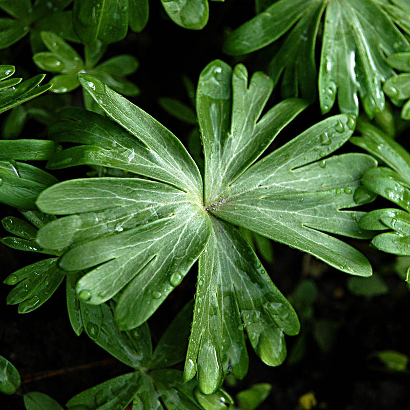 Artikelbild 2 des Artikels “Winterling “