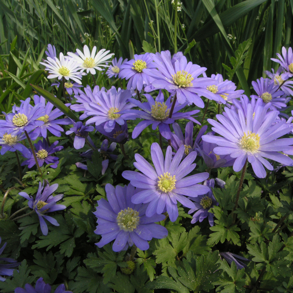 Artikelbild 2 des Artikels “Strahlen-Anemone, Farbmischung “