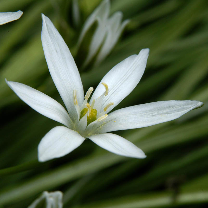 Artikelbild 2 des Artikels “Milchstern “