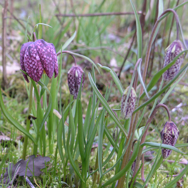 Artikelbild 2 des Artikels “Schachblume “