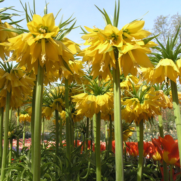 Artikelbild 2 des Artikels “Kaiserkrone, gelb “