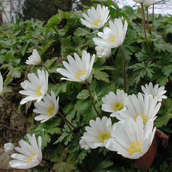 Artikelbild 2 des Artikels “Strahlen-Anemone, weiß “