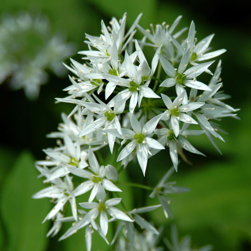 Artikelbild 2 des Artikels “Bärlauch “