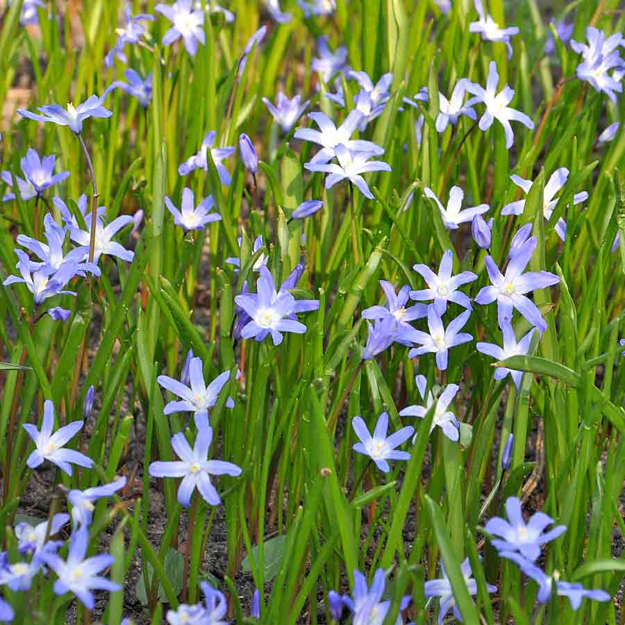 Artikelbild 2 des Artikels “Schneeglanz “