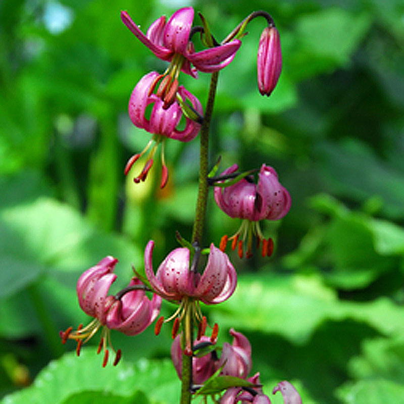 Artikelbild 2 des Artikels “Türkenbund-Lilie “