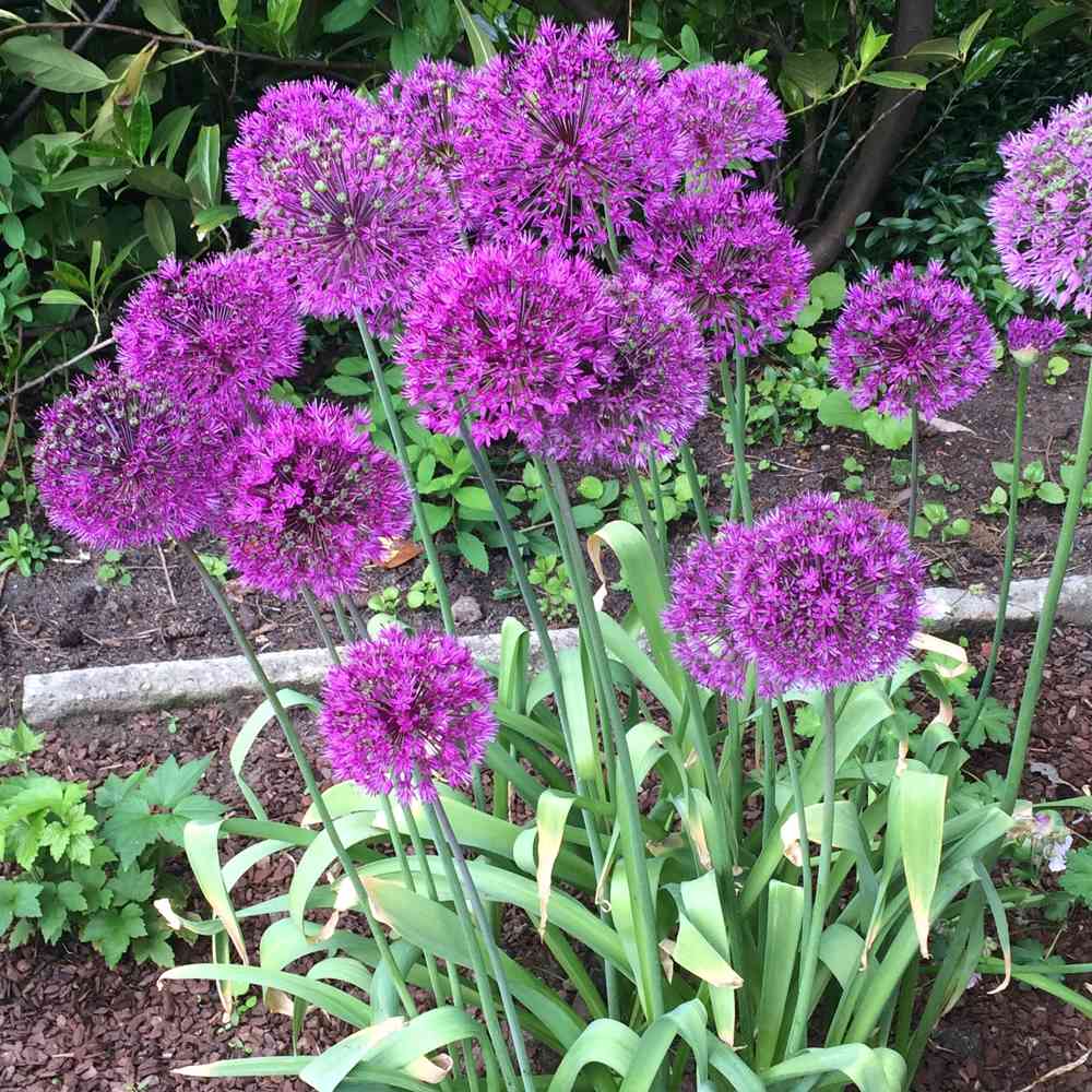 Artikelbild 2 des Artikels “Lauch Purple Sensation, 15 Stück “