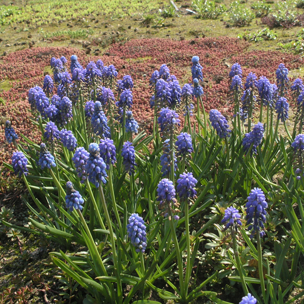 Artikelbild 2 des Artikels “Dachzwiebel-Sortiment “