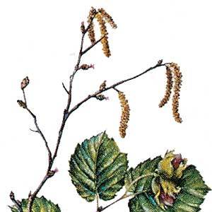 Artikelbild 2 des Artikels “Hasel “