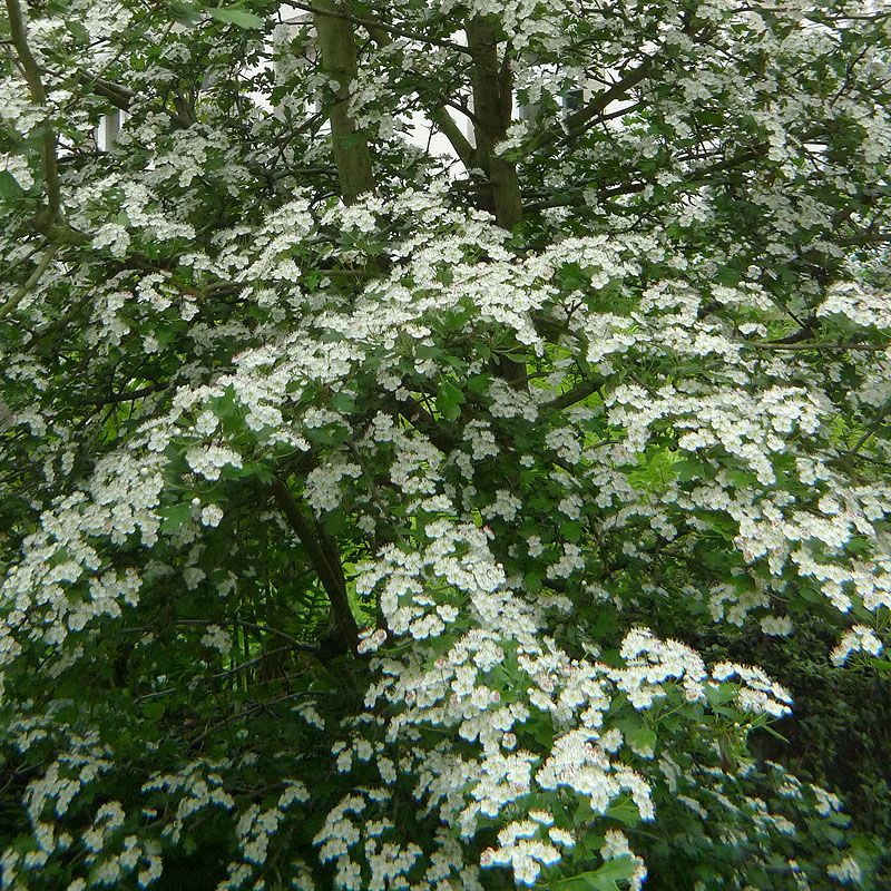 Artikelbild 2 des Artikels “Eingriffeliger Weißdorn “