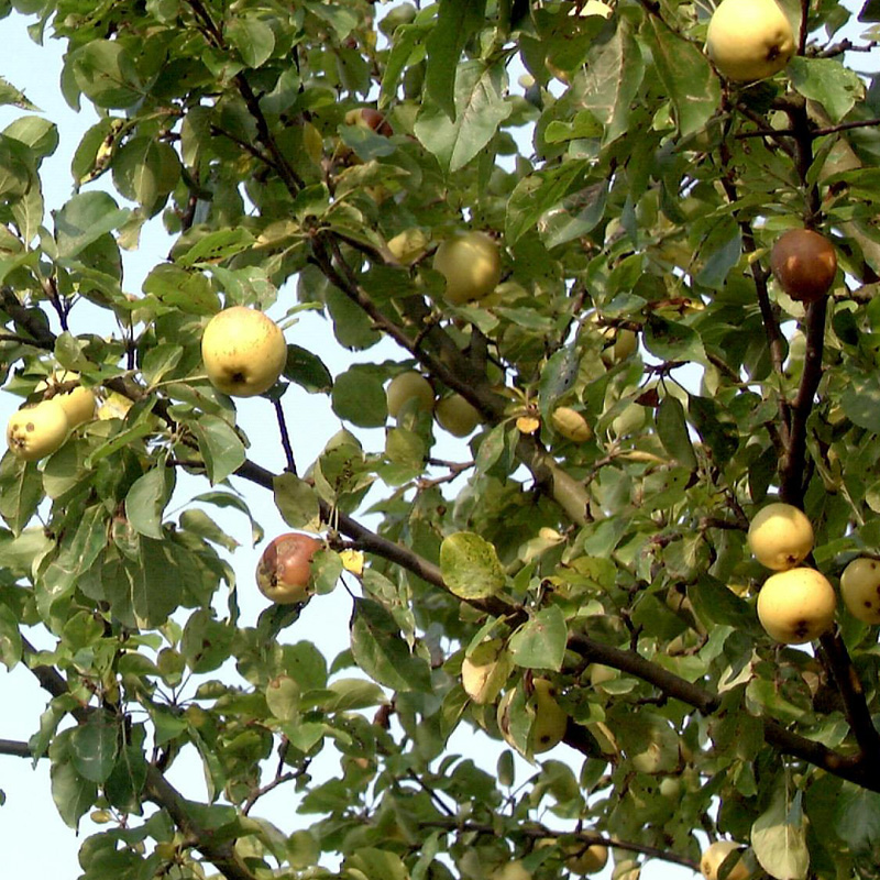 Artikelbild 2 des Artikels “Holz-Apfel “