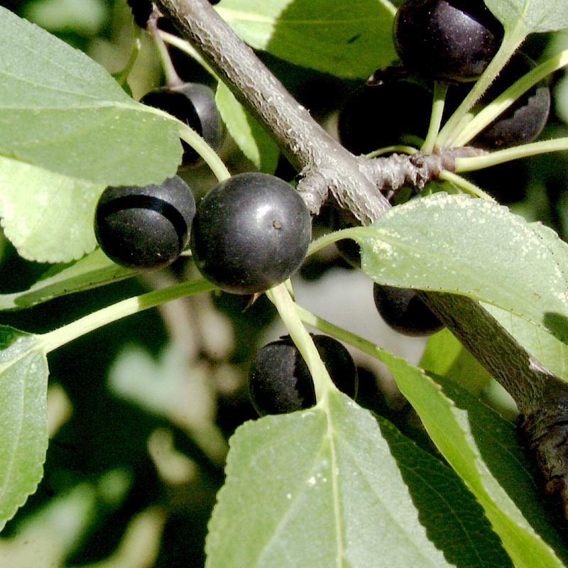 Artikelbild 2 des Artikels “Kreuzdorn “