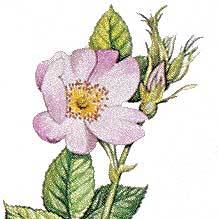 Artikelbild 2 des Artikels “Heckenrose, Hundsrose “