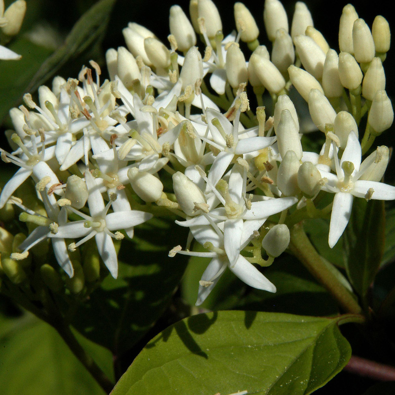 Artikelbild 2 des Artikels “Hartriegel “