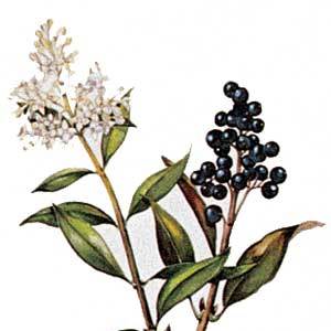 Artikelbild 2 des Artikels “Liguster, Wildform “