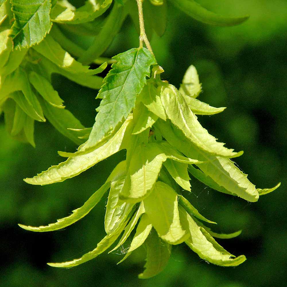 Artikelbild 2 des Artikels “Hainbuche “