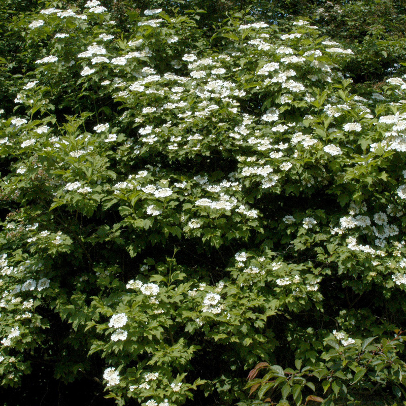 Artikelbild 2 des Artikels “Schneeball, Gewöhnlicher “