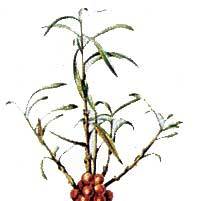 Artikelbild 2 des Artikels “Sanddorn “