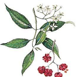 Artikelbild 2 des Artikels “Pfaffenhütchen “