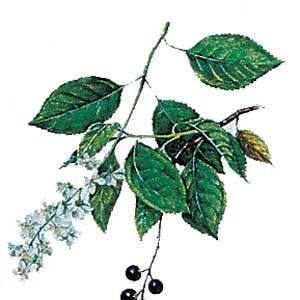 Artikelbild 2 des Artikels “Trauben-Kirsche, frühblühende “
