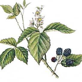 Artikelbild 2 des Artikels “Brombeere, wild “