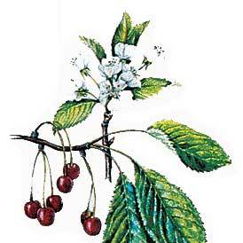 Artikelbild 2 des Artikels “Vogel-Kirsche “