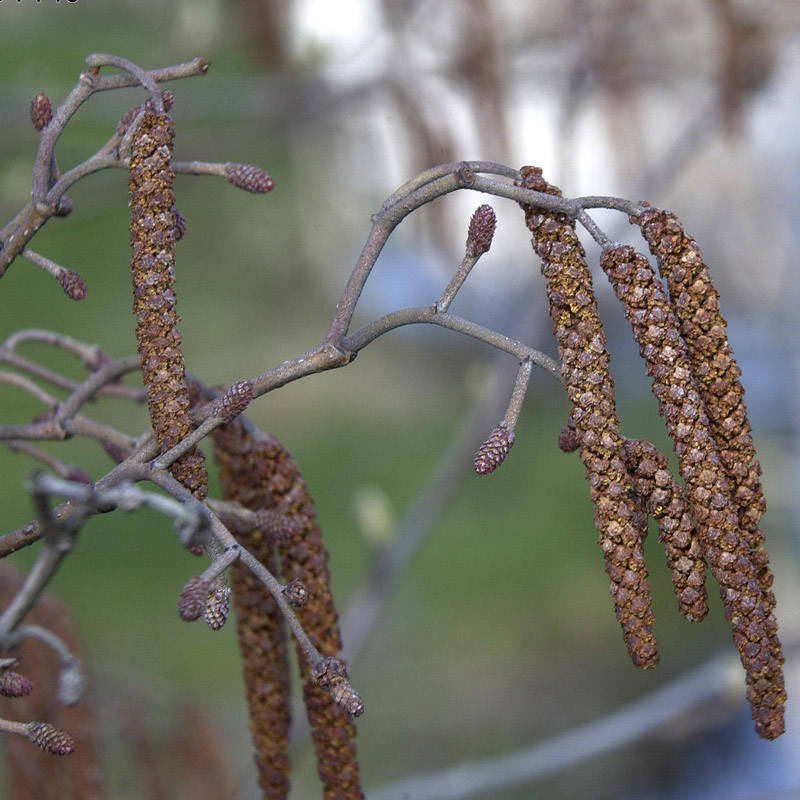 Artikelbild 2 des Artikels “Schwarz-Erle “