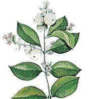 Artikelbild 2 des Artikels “Schneebeere “