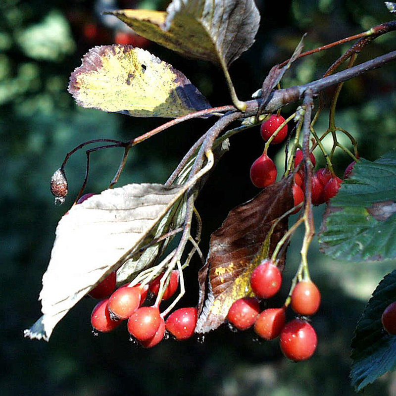 Artikelbild 2 des Artikels “Mehlbeere “