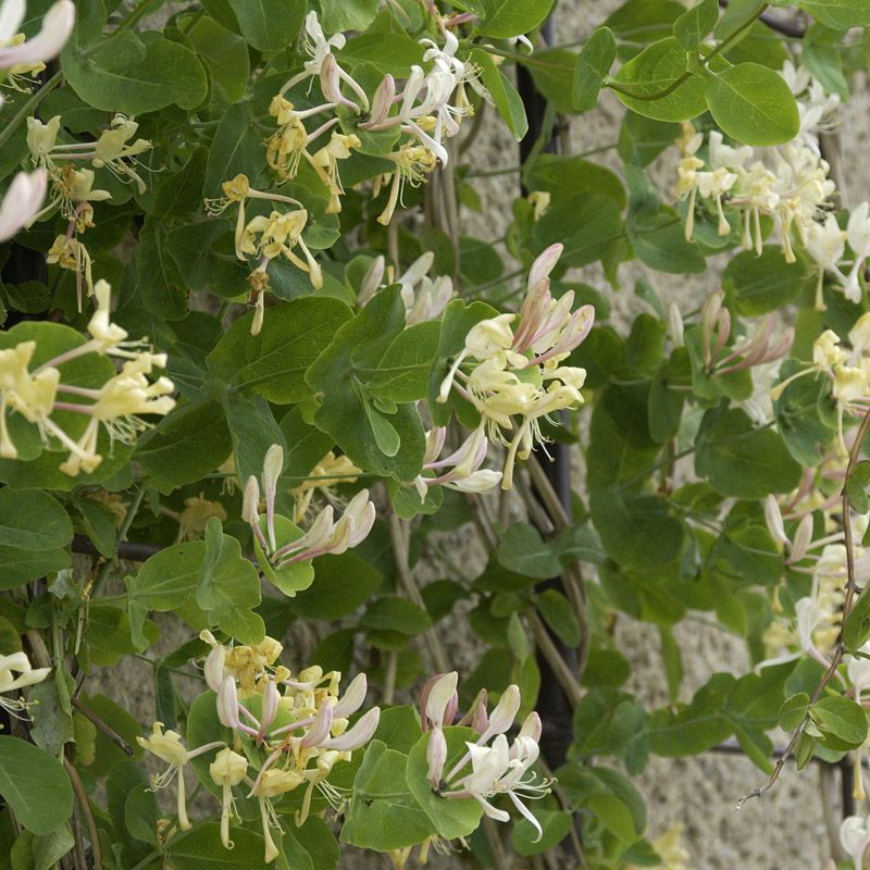 Artikelbild 2 des Artikels “Echtes Geißblatt, Jelängerjelieber “