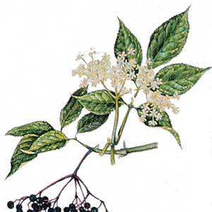 Artikelbild 2 des Artikels “Holunder, schwarz “