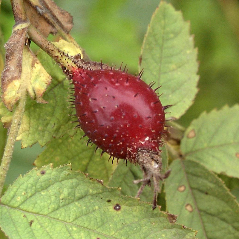 Artikelbild 2 des Artikels “Kriech-Rose “