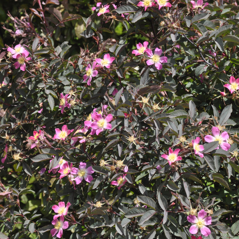 Artikelbild 2 des Artikels “Hecht-Rose “