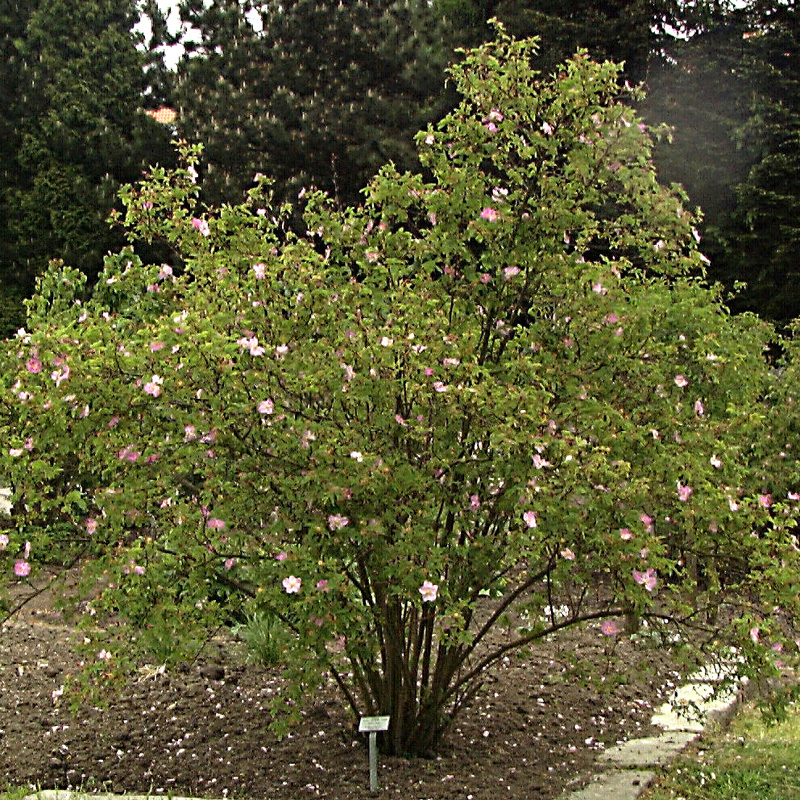 Artikelbild 2 des Artikels “Zimt-Rose “