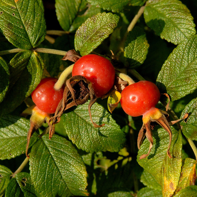 Artikelbild 2 des Artikels “Kartoffel-Rose, Apfel-Rose, weiß “