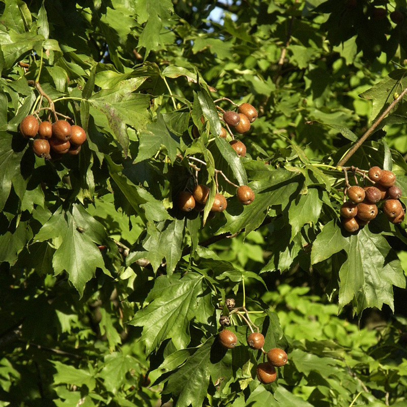 Artikelbild 2 des Artikels “Elsbeere “