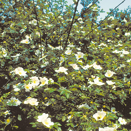 Artikelbild 2 des Artikels “Wildrosen-Sortiment “