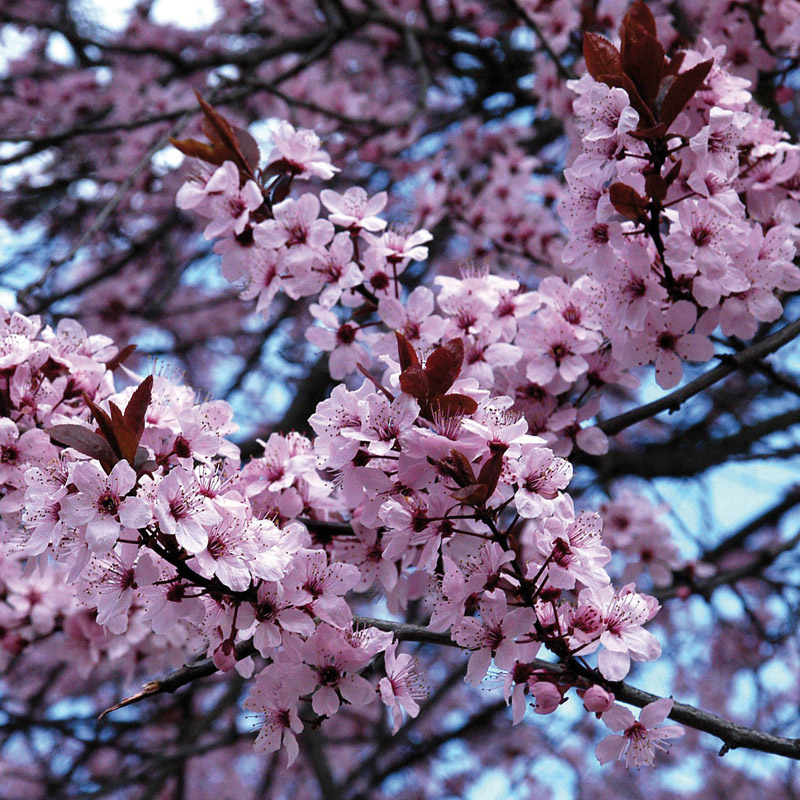 Artikelbild 2 des Artikels “Blut-Pflaume “