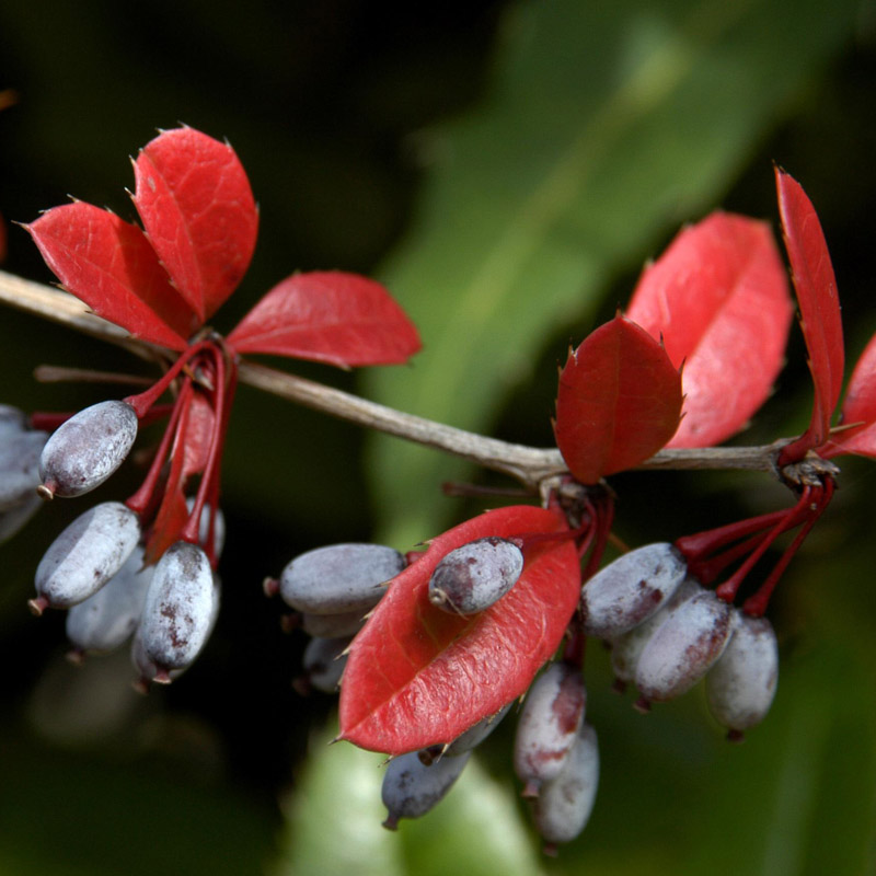 Artikelbild 2 des Artikels “Dornen-Berberitze “