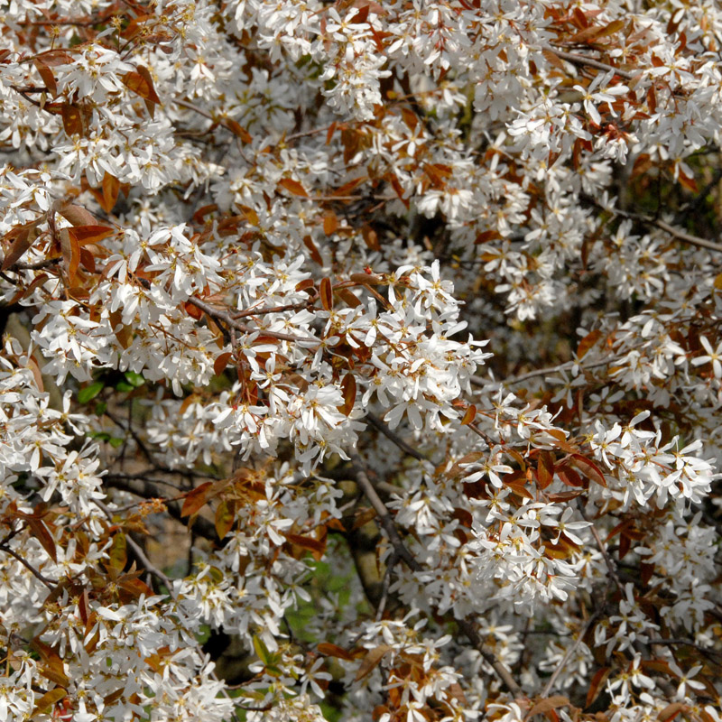Artikelbild 2 des Artikels “Kupfer-Felsenbirne “