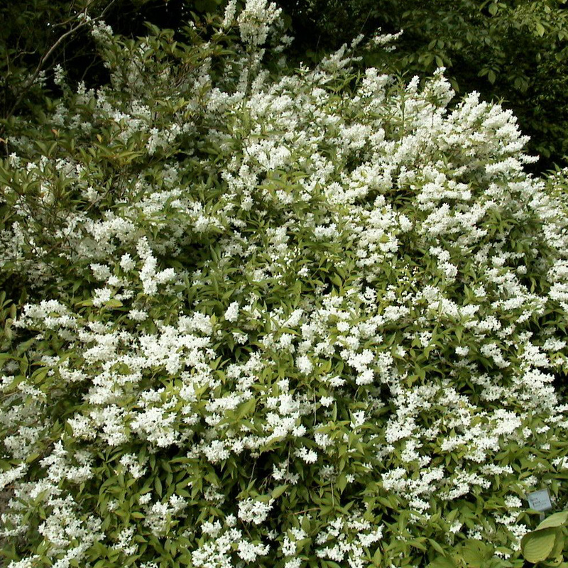 Artikelbild 2 des Artikels “Maiblumenstrauch, Zwerg-Deutzie “