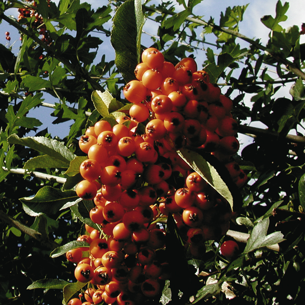Artikelbild 2 des Artikels “Feuerdorn, rot “