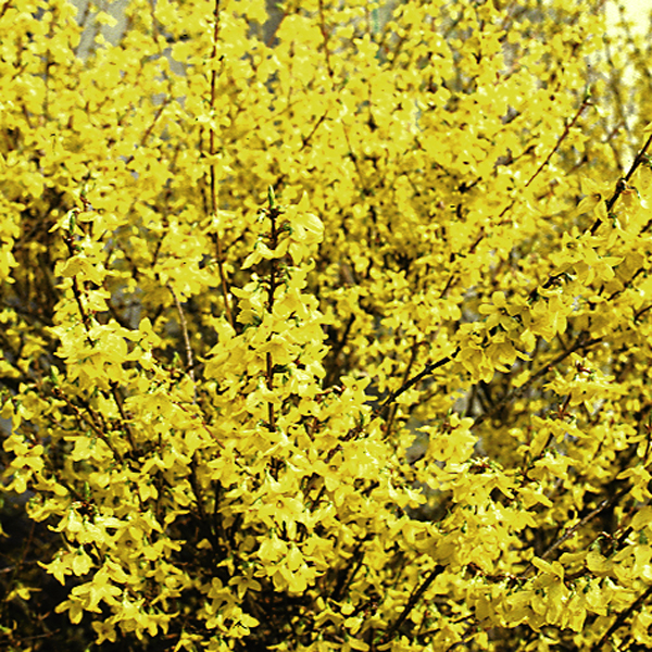 Artikelbild 2 des Artikels “Forsythie, Goldglöckchen “