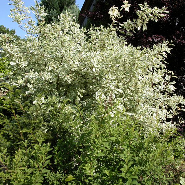 Artikelbild 2 des Artikels “Weißbunter Hartriegel “