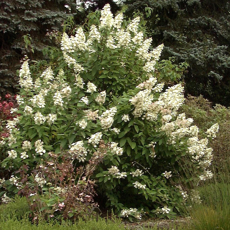 Artikelbild 2 des Artikels “Rispen-Hortensie “