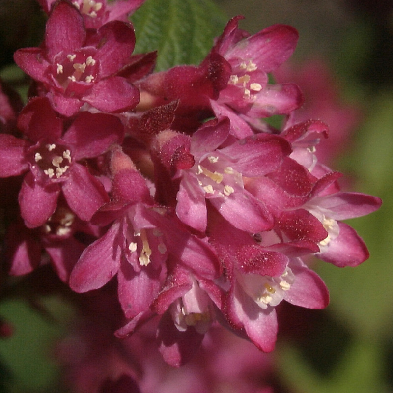 Artikelbild 2 des Artikels “Blut-Johannisbeere “